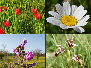 Hunting The Bee Orchid