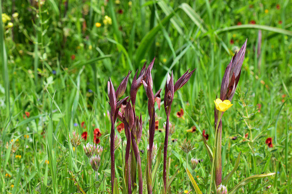 kritou-terra-spring-flowers_04