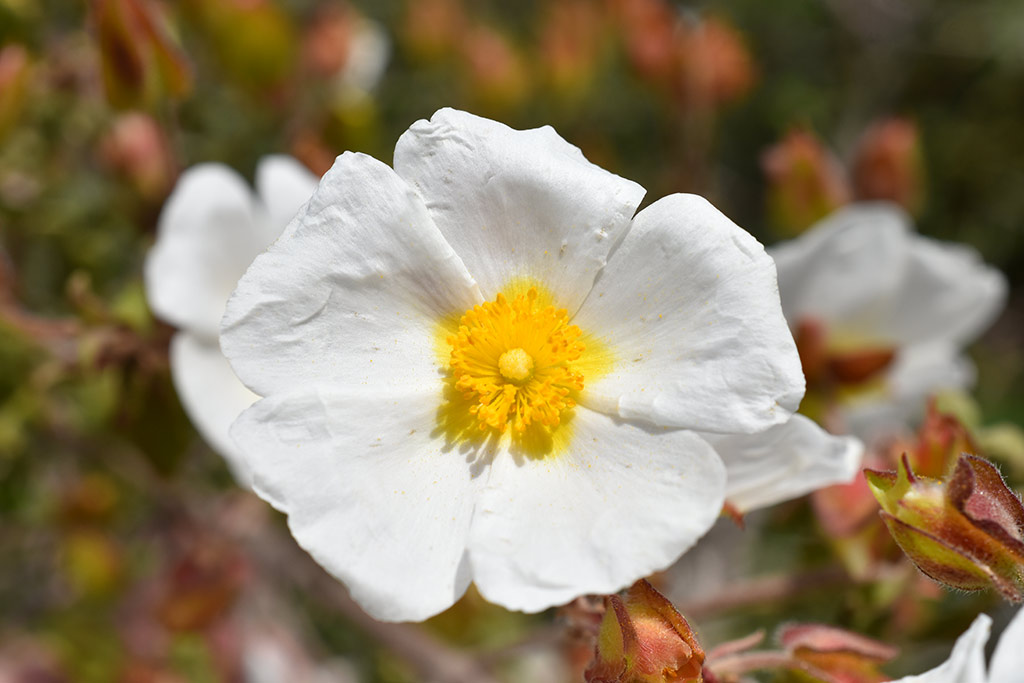 kritou-terra-spring-flowers_05