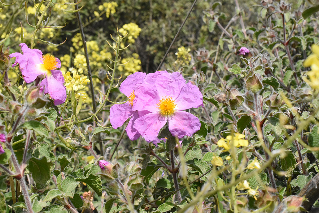 kritou-terra-spring-flowers_08