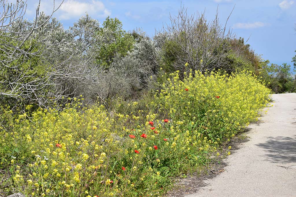 kritou-terra-spring-flowers_12