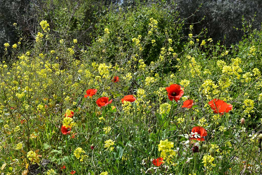 kritou-terra-spring-flowers_13