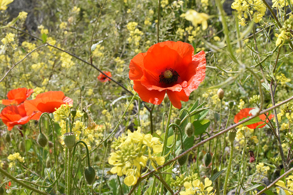kritou-terra-spring-flowers_14