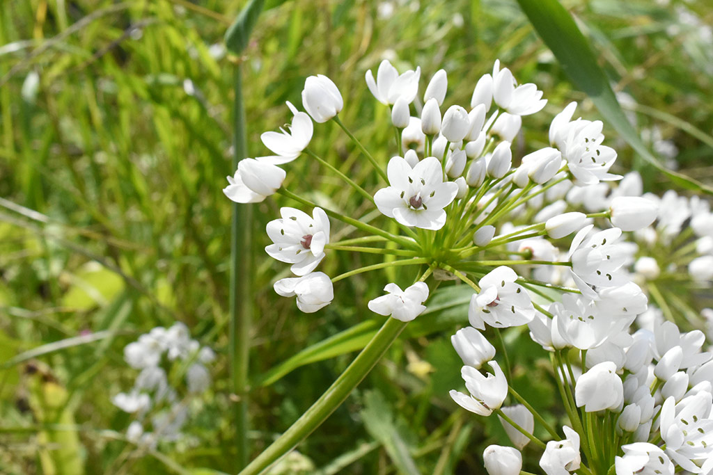 kritou-terra-spring-flowers_15