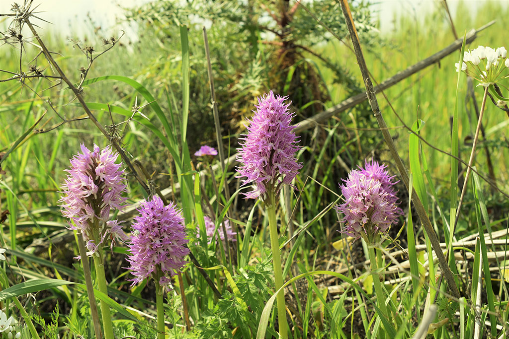 kritou-terra-spring-flowers_16