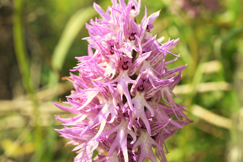 kritou-terra-spring-flowers_17