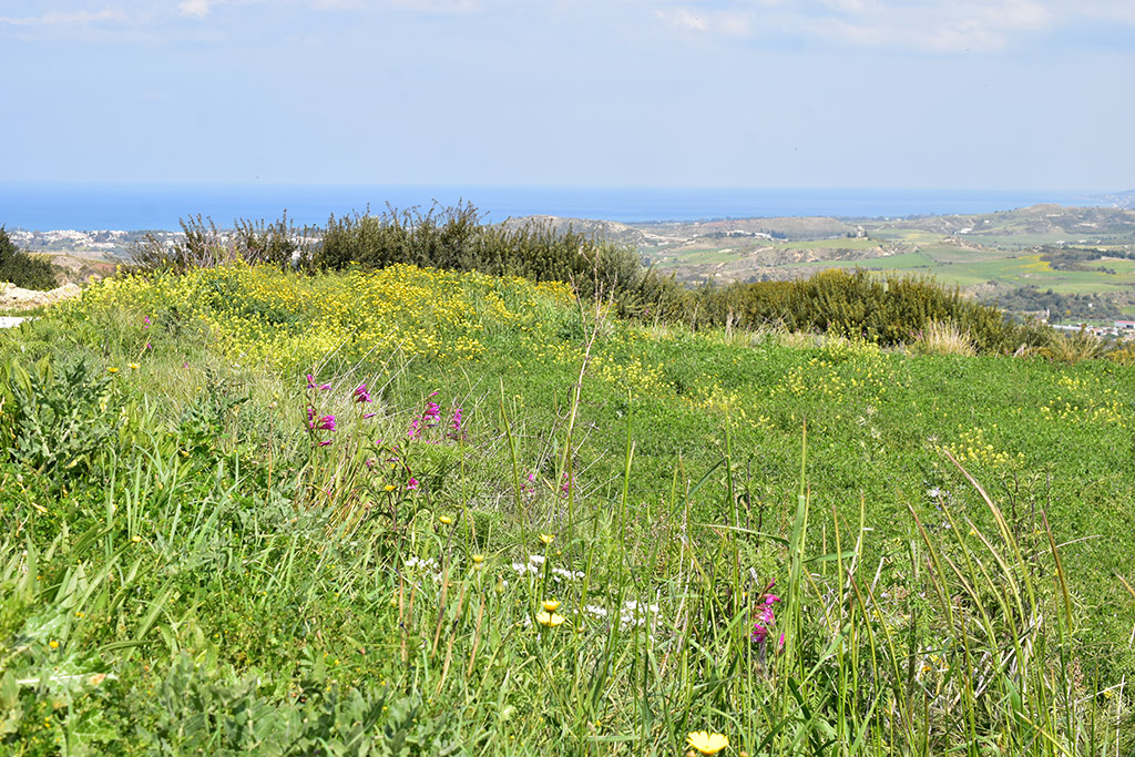 kritou-terra-spring-flowers_19