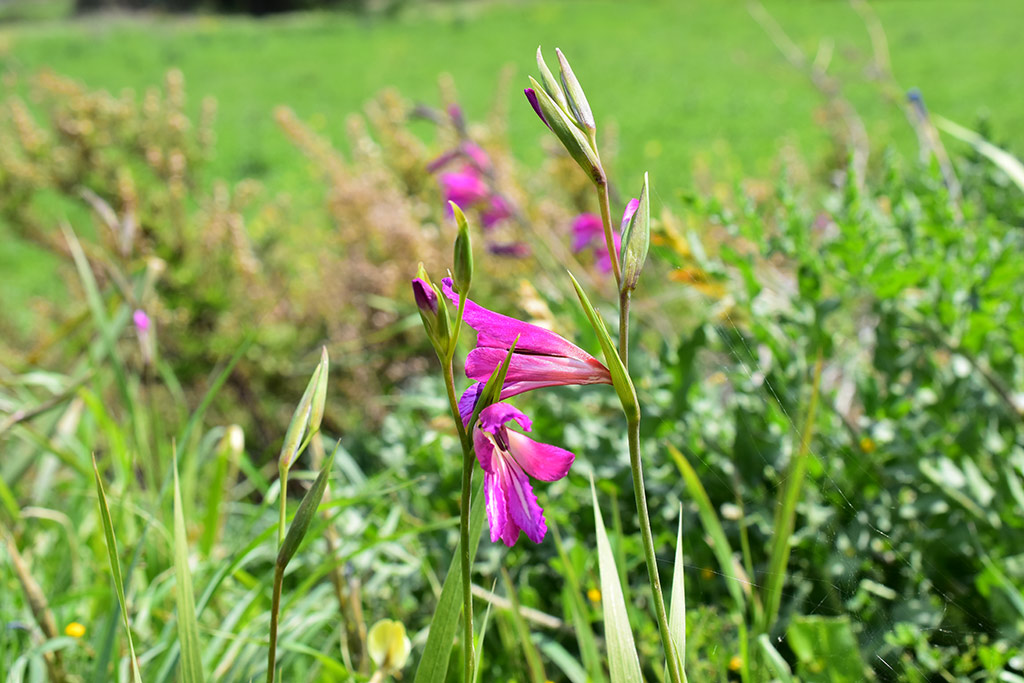kritou-terra-spring-flowers_20