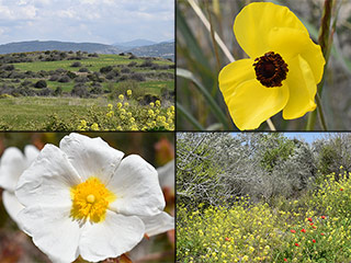 Kritou Tera Spring Flowers