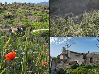 Melandra Poppy Hunt