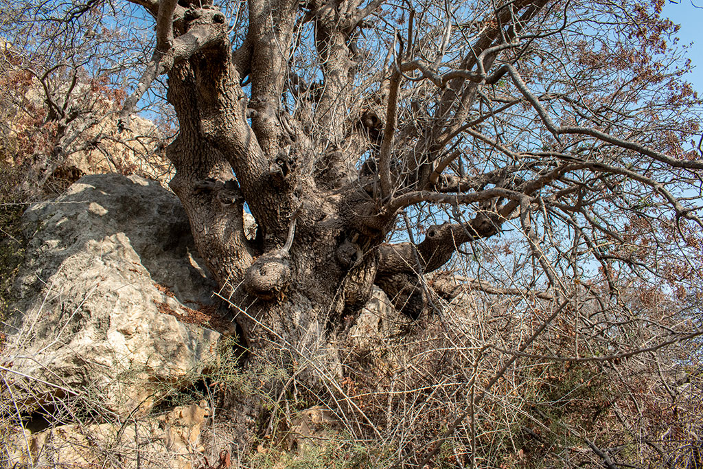 The-grey-cliffs-of-paphos-part-3 21 the-grey-cliffs-of-paphos-part-3_21