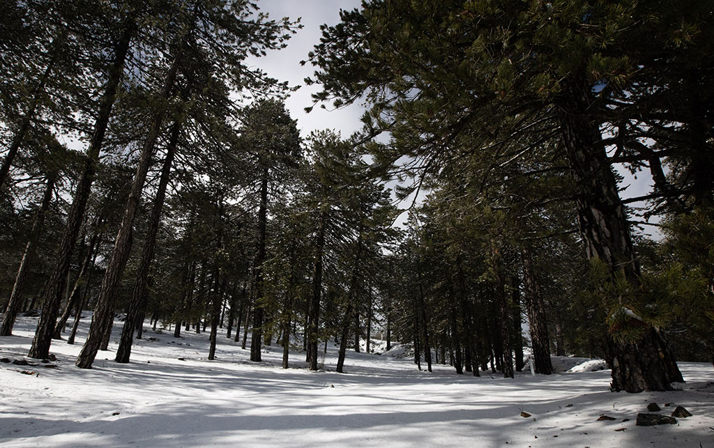 Troodos-winter-snow 03 troodos-winter-snow_03