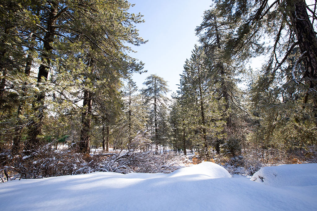 Troodos-winter-snow 05 troodos-winter-snow_05