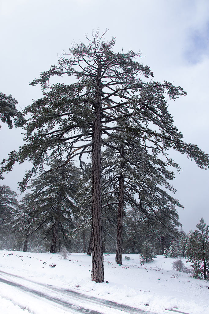 troodos-winter-snow_17
