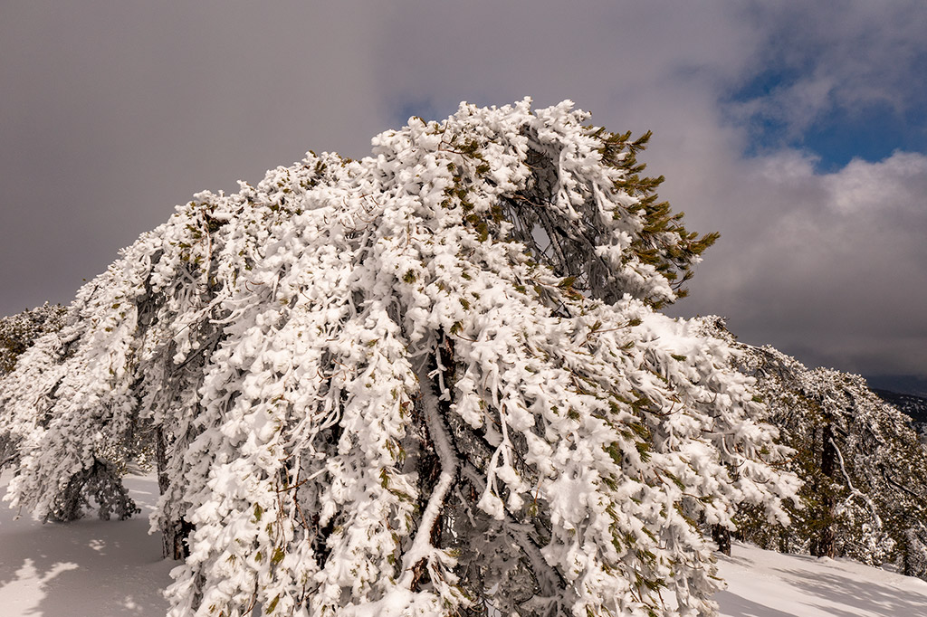 Troodos-winter-wonderland-2021 23 troodos-winter-wonderland-2021_23