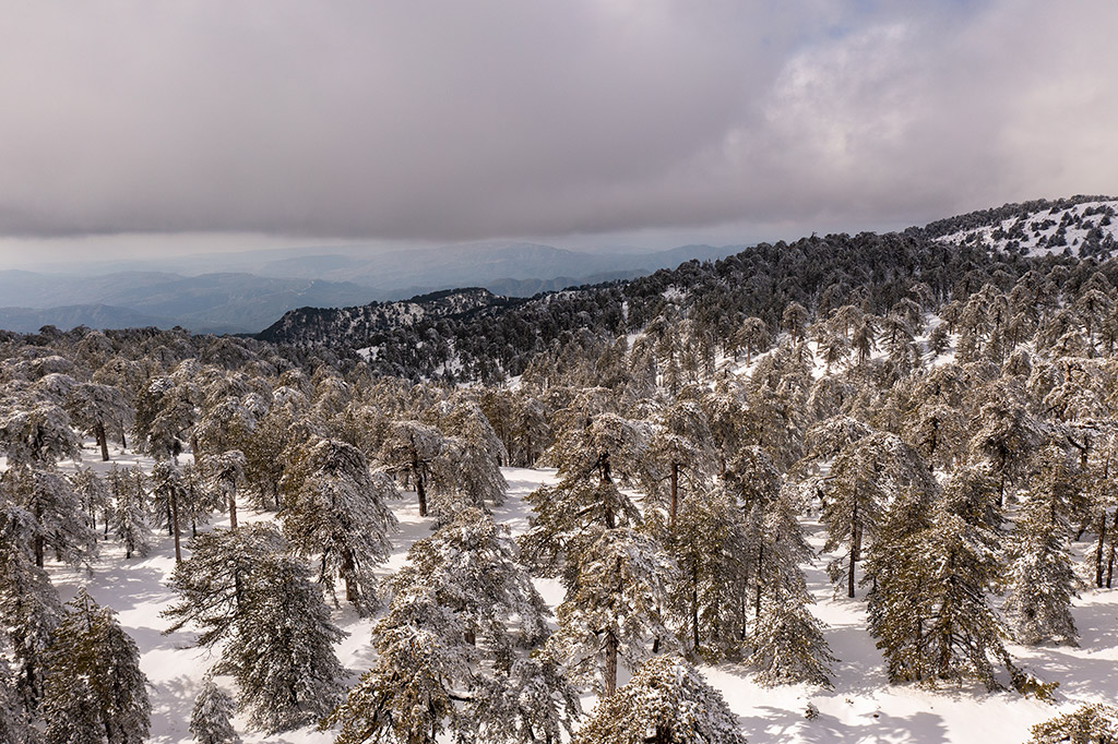 Troodos-winter-wonderland-2021 26 troodos-winter-wonderland-2021_26