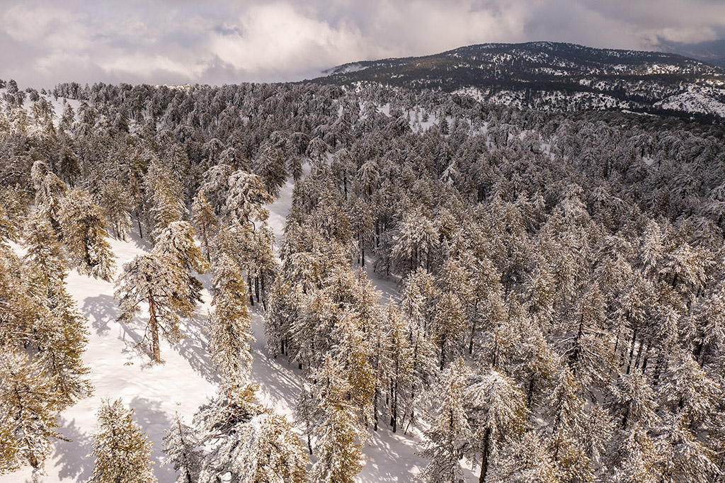 Troodos-winter-wonderland-2021 28 troodos-winter-wonderland-2021_28