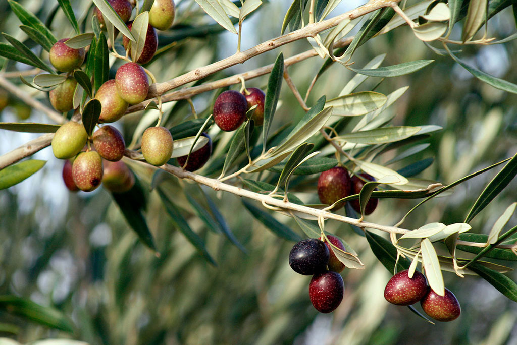 visiting-an-olive-mill_01