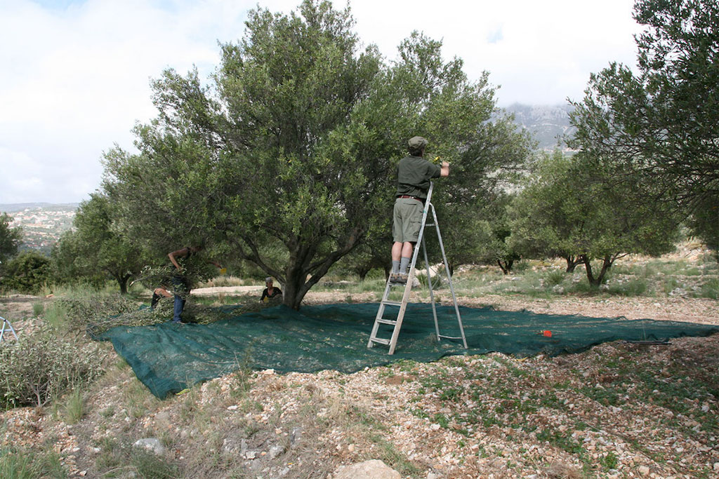visiting-an-olive-mill_03