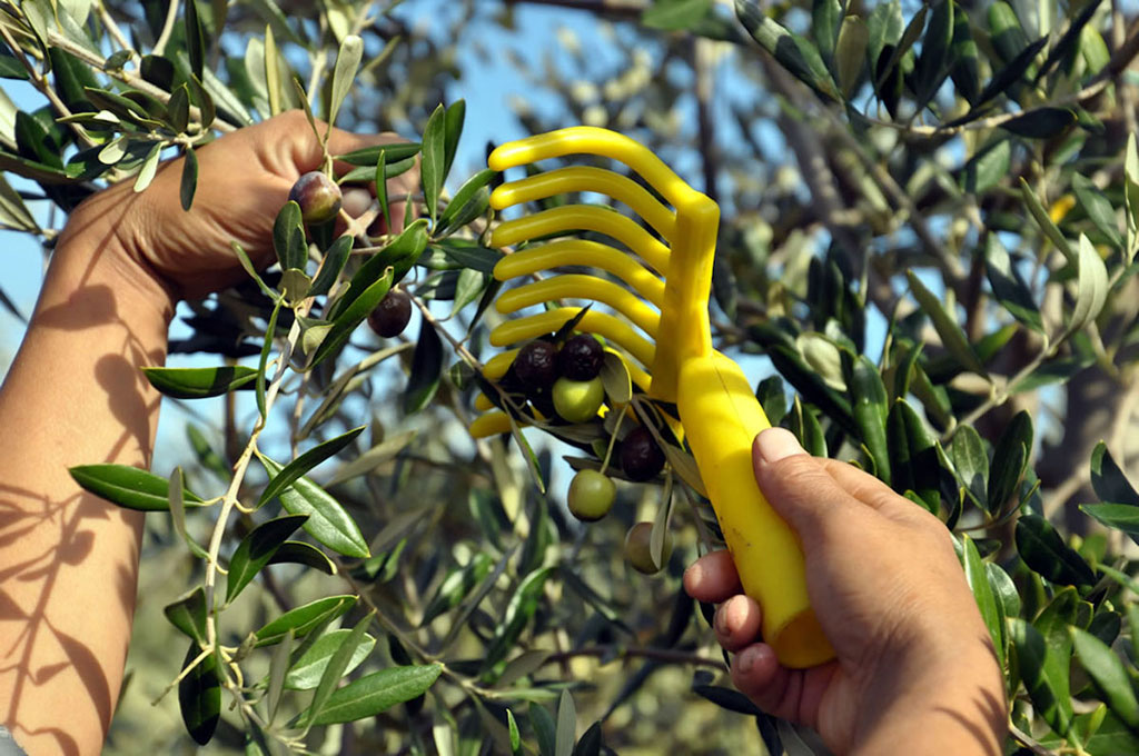 visiting-an-olive-mill_04