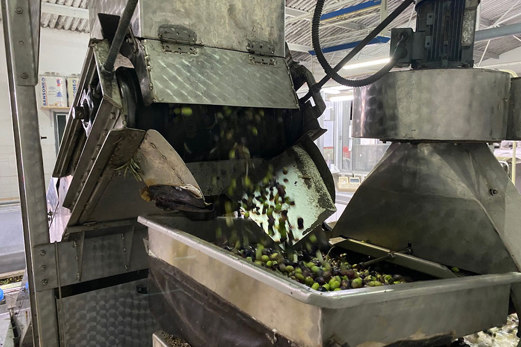 visiting-an-olive-mill_10