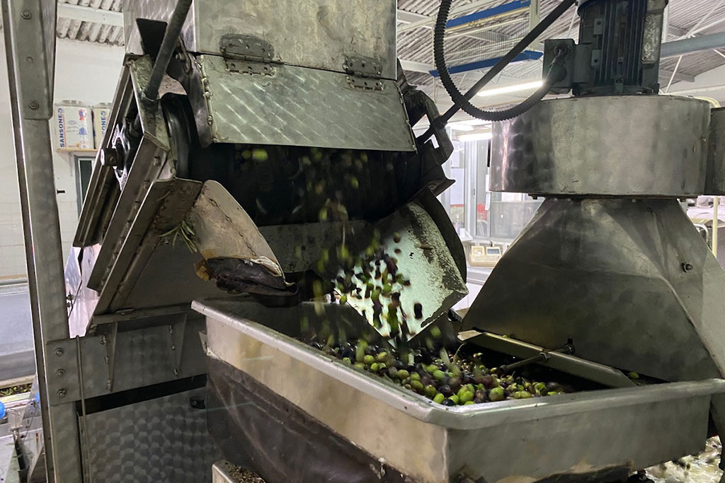Visiting-an-olive-mill 10 visiting-an-olive-mill_10