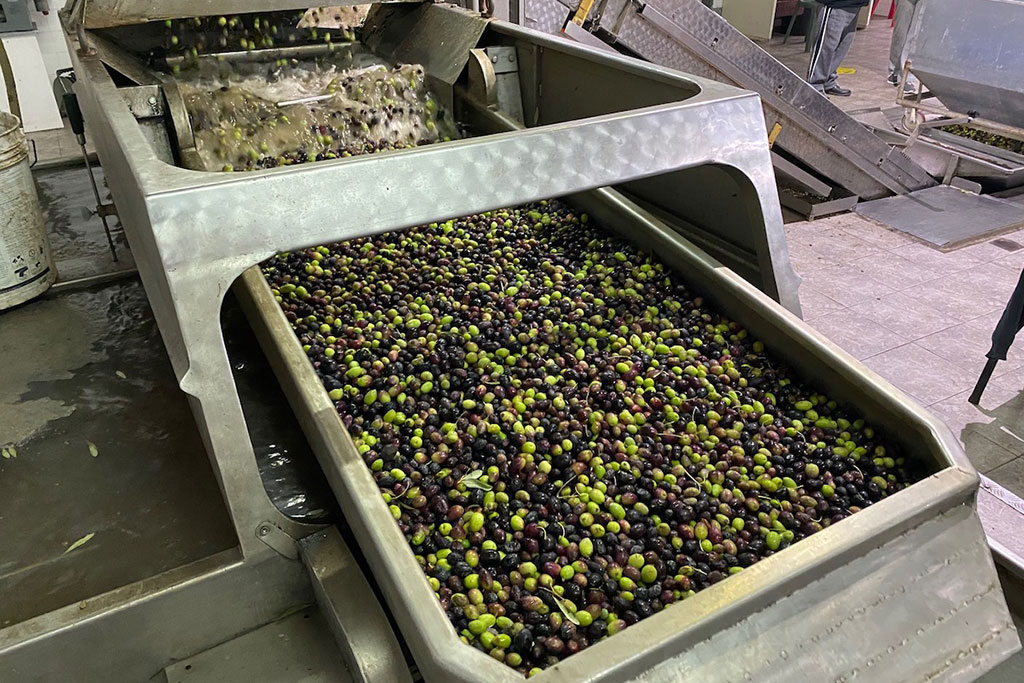visiting-an-olive-mill_11