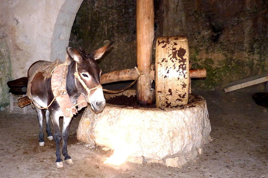 Visiting-an-olive-mill 18 visiting-an-olive-mill_18
