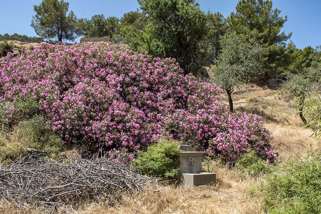 agios-theodoros_23