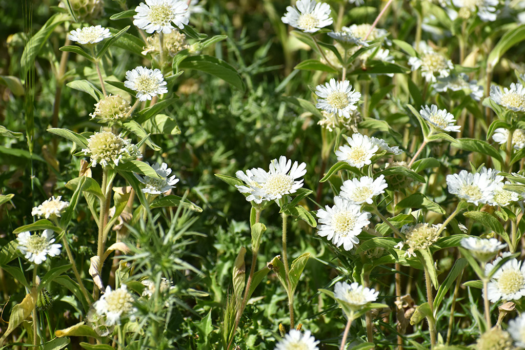 Foinikas-in-bloom 47 foinikas-in-bloom_47