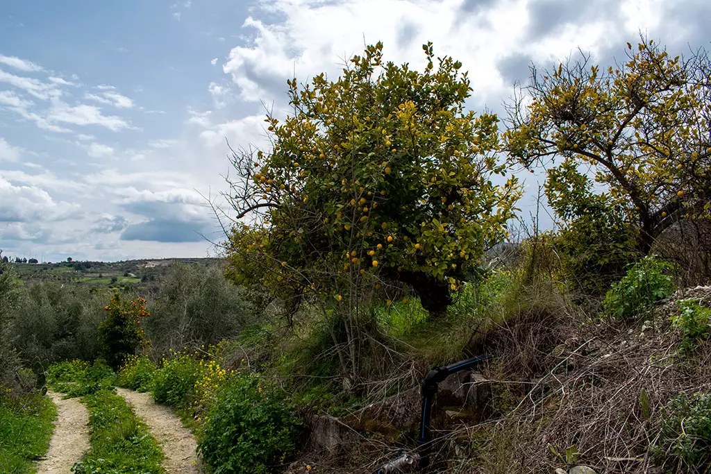 Fruity-fields-of-theletra 02 fruity-fields-of-theletra_02