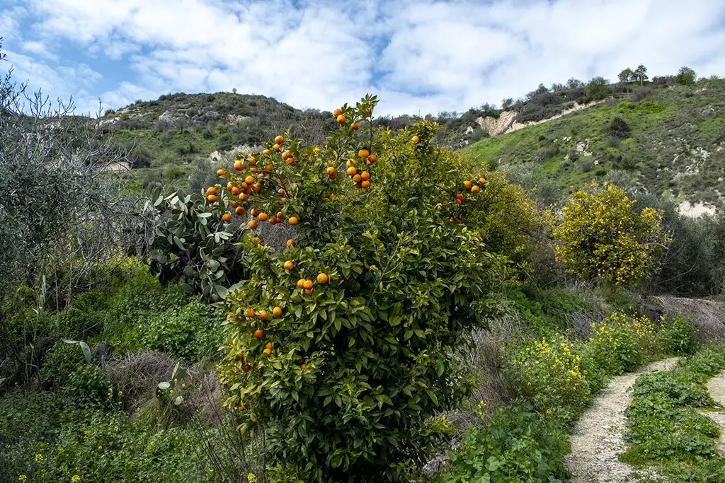 Fruity-fields-of-theletra 04 fruity-fields-of-theletra_04