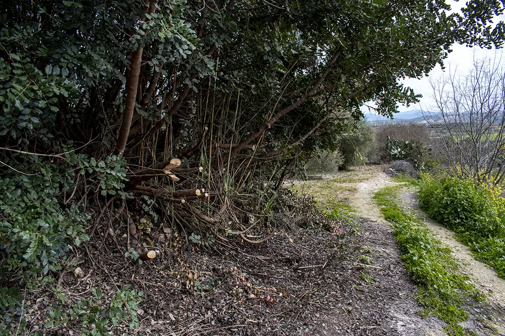 Fruity-fields-of-theletra 05 fruity-fields-of-theletra_05