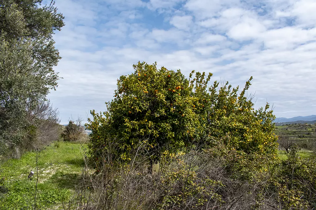 Fruity-fields-of-theletra 08 fruity-fields-of-theletra_08