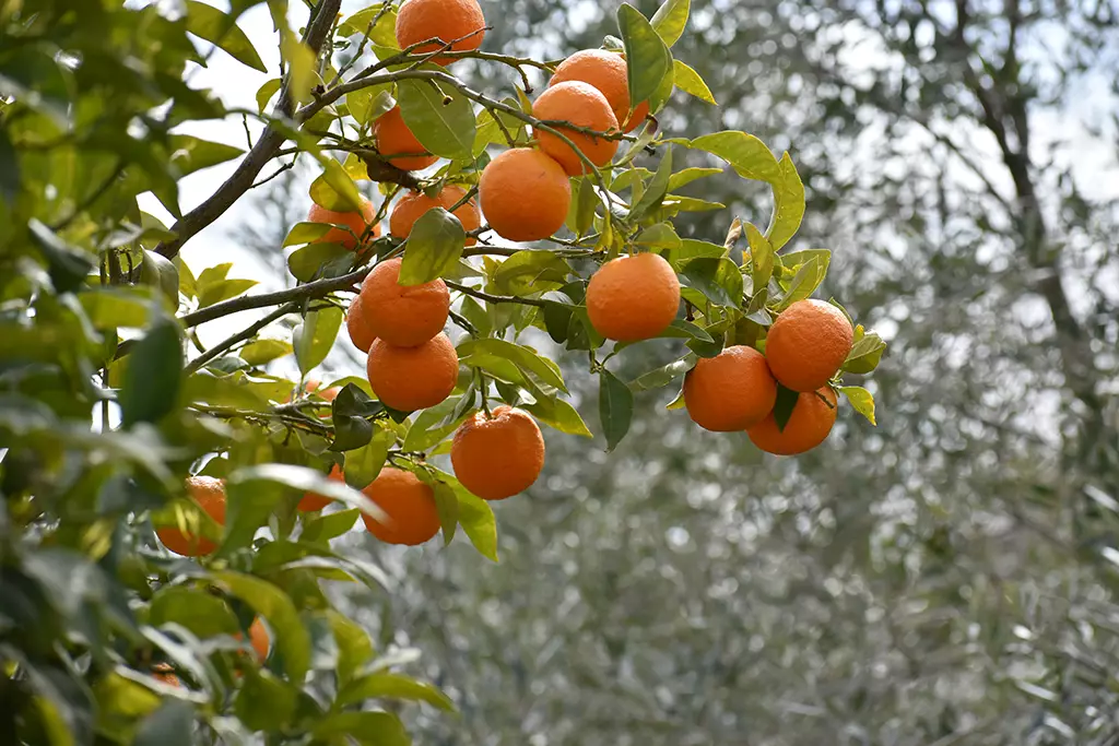 Fruity-fields-of-theletra 09 fruity-fields-of-theletra_09
