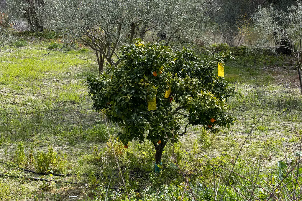 Fruity-fields-of-theletra 13 fruity-fields-of-theletra_13