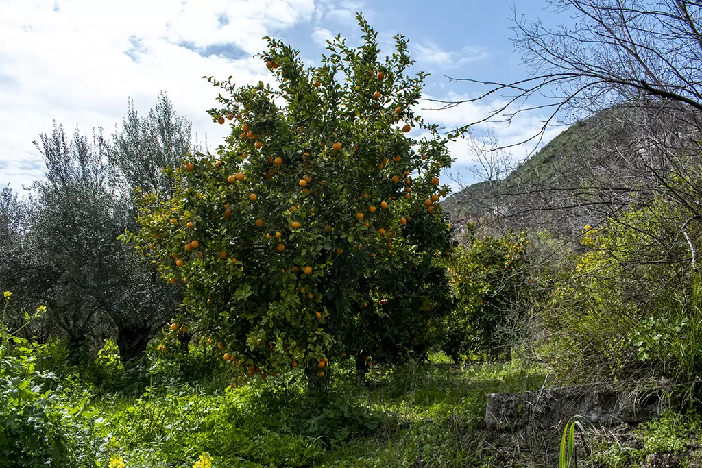 Fruity-fields-of-theletra 17 fruity-fields-of-theletra_17