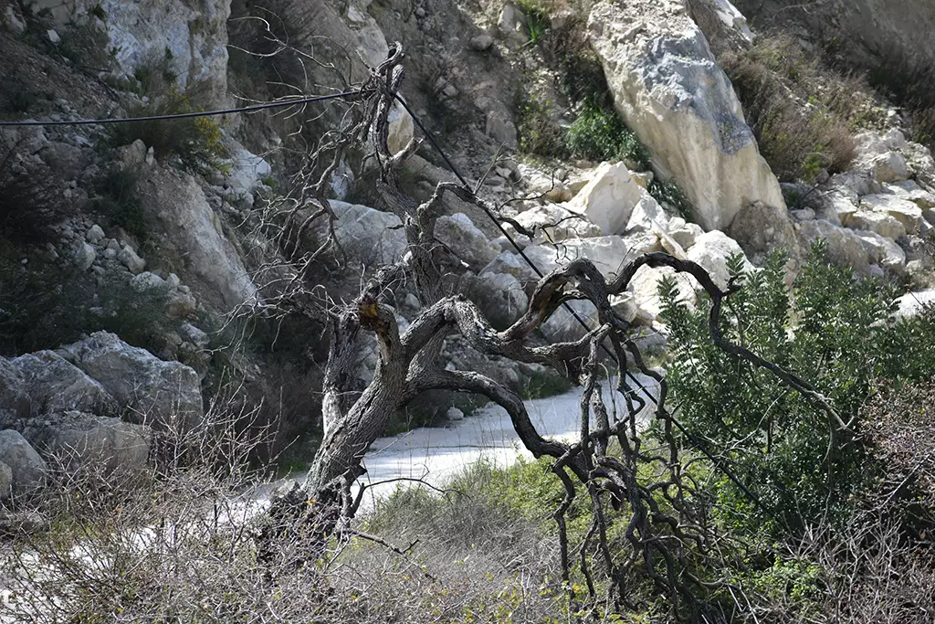 fruity-fields-of-theletra_47