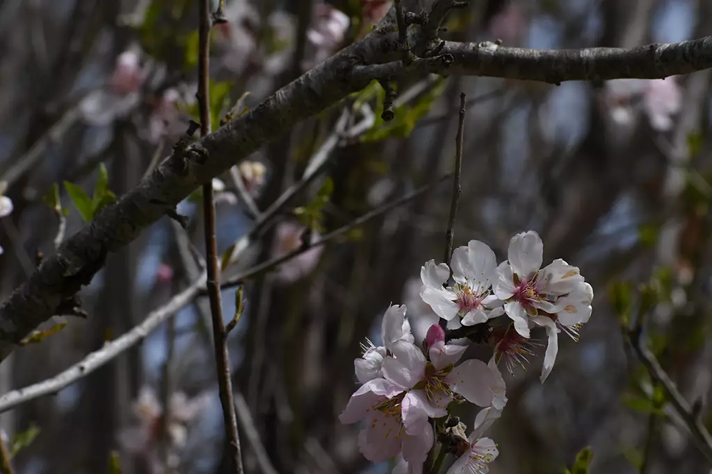 fruity-fields-of-theletra_49