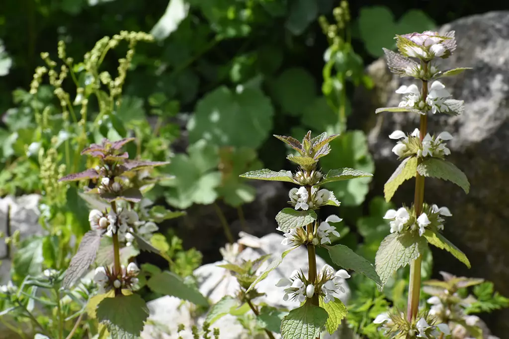 fruity-fields-of-theletra_50