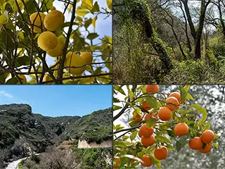 The Fruity Fields Of Theletra