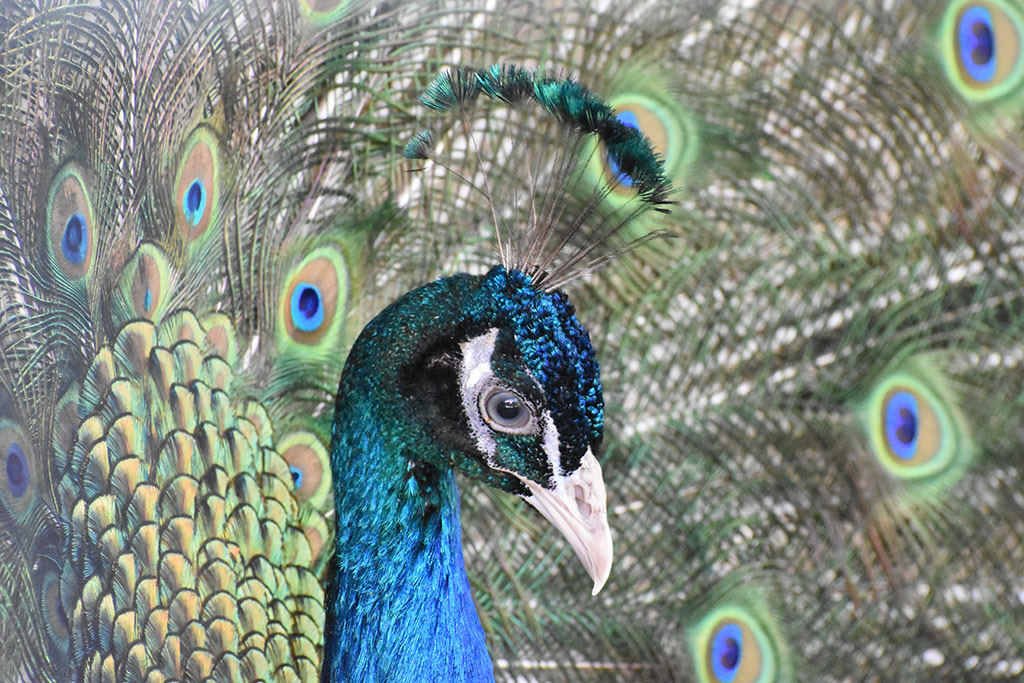 Kato-pyrgos-bird-park 04 kato-pyrgos-bird-park_04