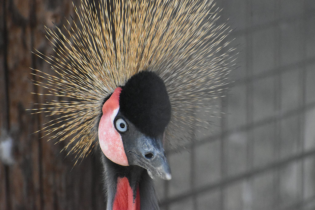 kato-pyrgos-bird-park_05