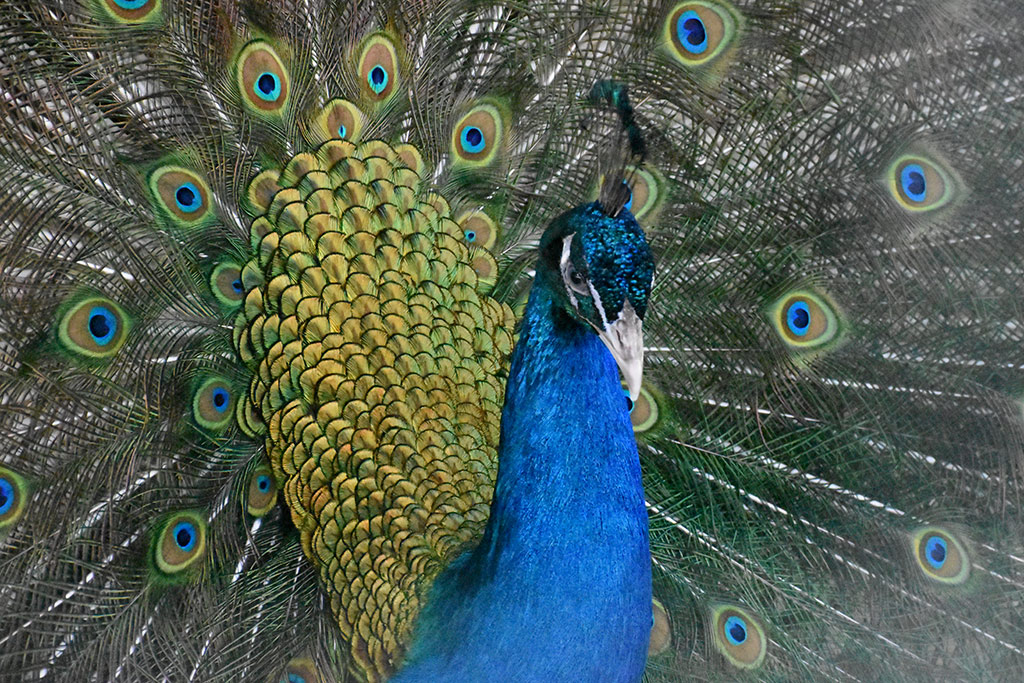 Kato-pyrgos-bird-park 06 kato-pyrgos-bird-park_06