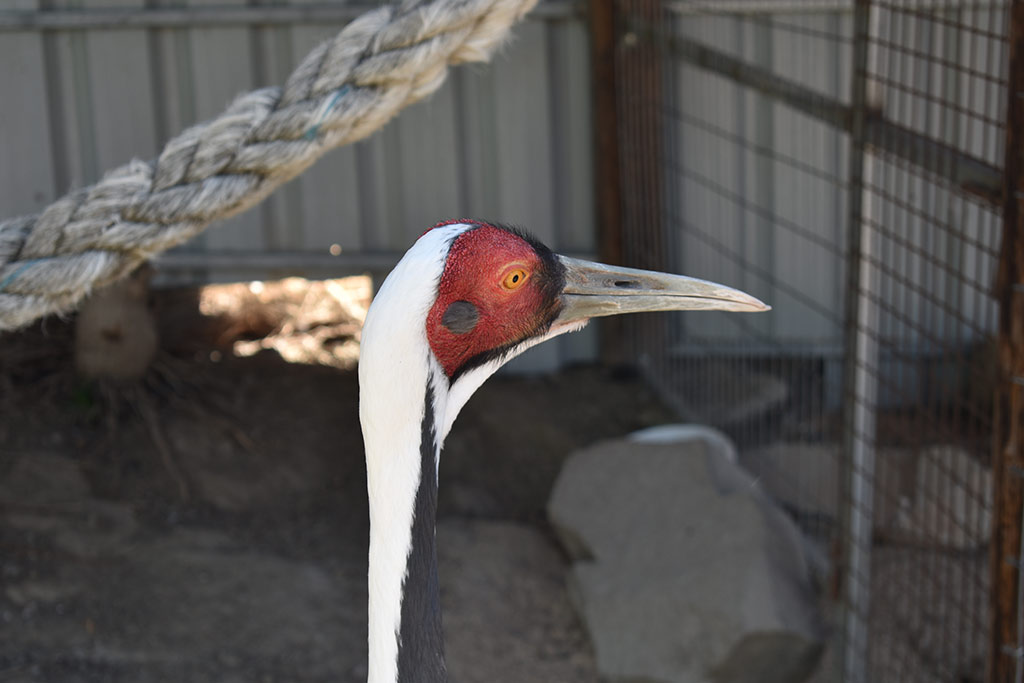 Kato-pyrgos-bird-park 09 kato-pyrgos-bird-park_09