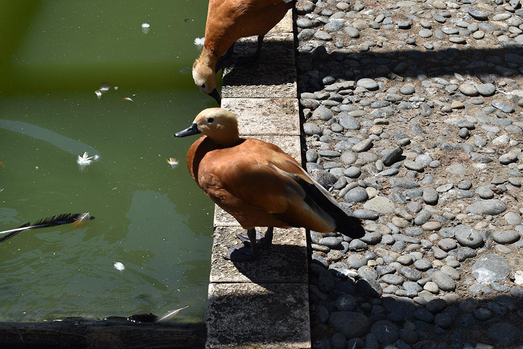 Kato-pyrgos-bird-park 10 kato-pyrgos-bird-park_10