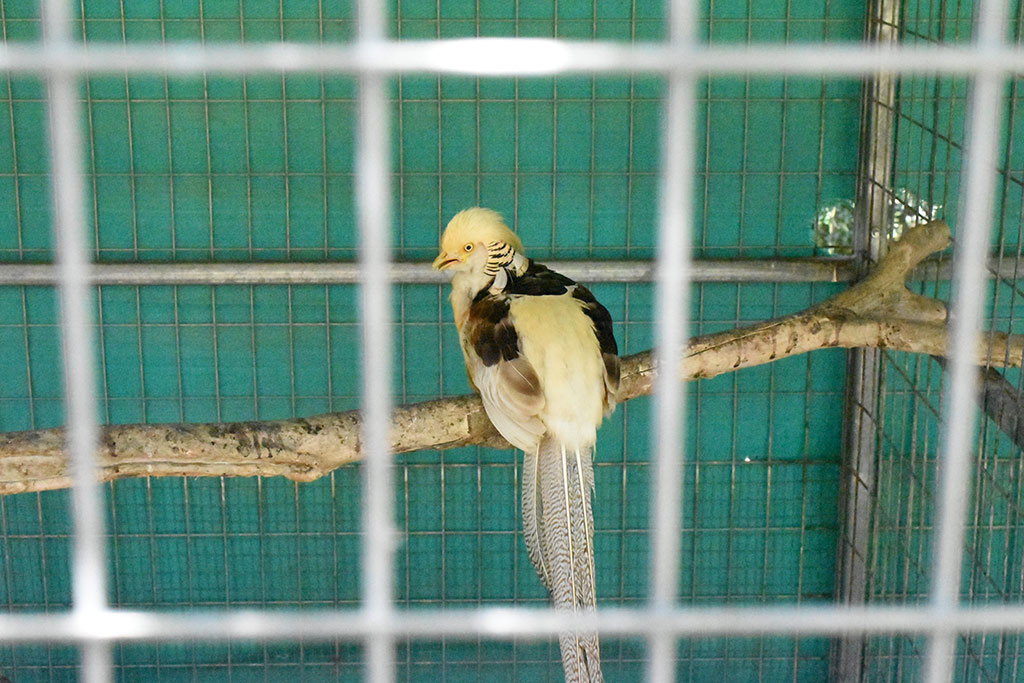 Kato-pyrgos-bird-park 11 kato-pyrgos-bird-park_11
