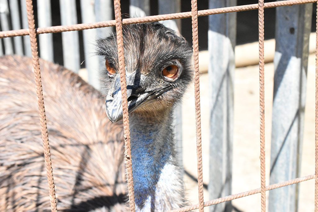 Kato-pyrgos-bird-park 22 kato-pyrgos-bird-park_22