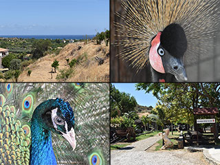 Kato Pyrgos Bird Park