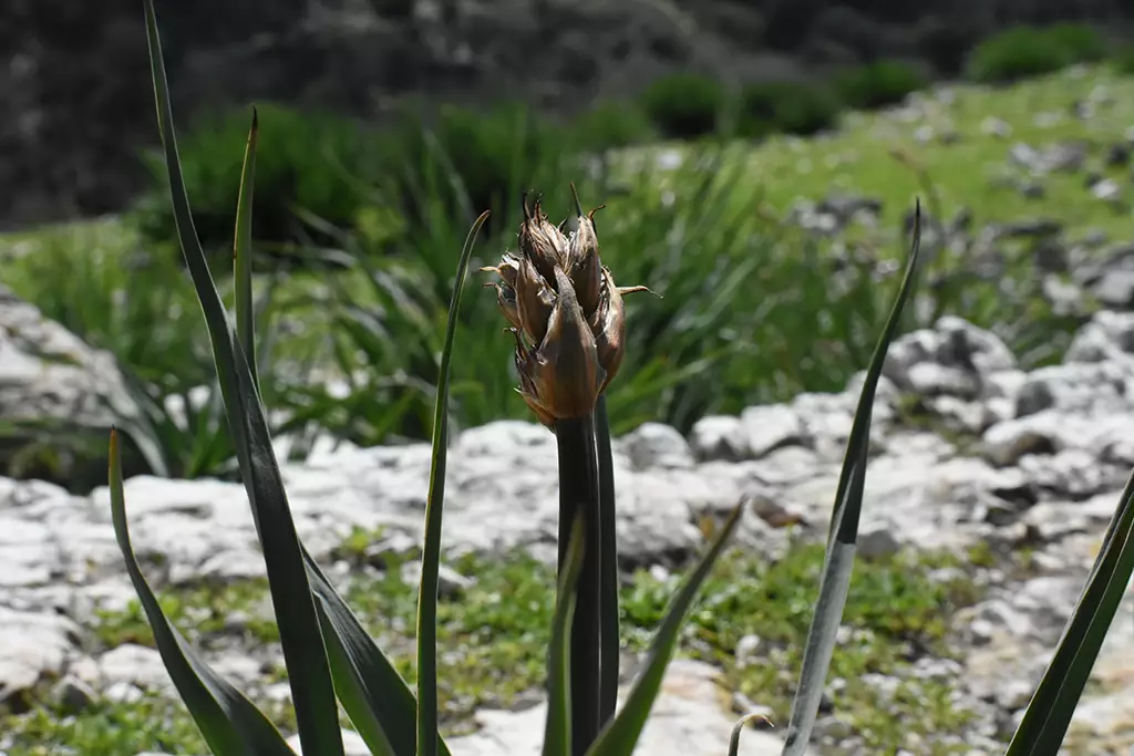 Moundiko-nature-trail-part-1 12 moundiko-nature-trail-part-1_12